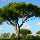 Srebrni bor (italijanski): opis, kućna njega